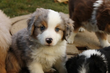 Miniature American Shepherd Welpe Blue Merle