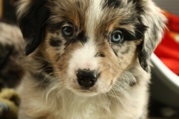 Miniature American Shepherd Welpe Blue Merle