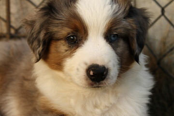 Miniature American Shepherd Welpe Blue Merle
