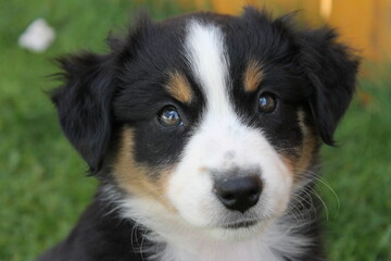 Miniature American Shepherd Welpe Black Tri