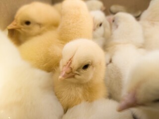 Close up the Baby chickens on the farm hatchery production. newborn chicken high quality production with new technology farm hatchery.