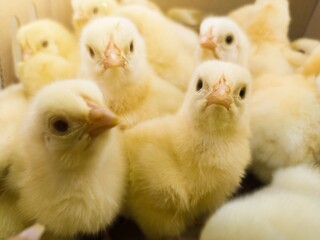 Close up the Baby chickens on the farm hatchery production. newborn chicken high quality production with new technology farm hatchery.