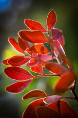 red and yellow flower