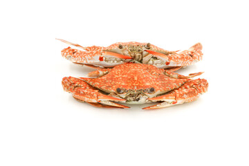Steamed Blue Crabs on the white background