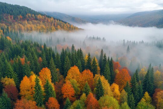 Aerial view of a misty autumn forest with vibrant colors and a foggy valley backdrop