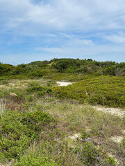 Coastal forest landscape with sand dunes