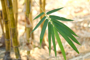 yellow bamboo leaves, Bambusa vulgaris