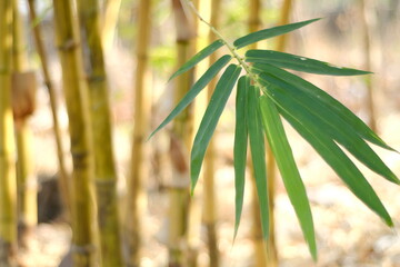 yellow bamboo leaves, Bambusa vulgaris