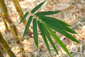 yellow bamboo leaves, Bambusa vulgaris
