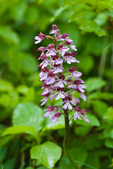 Orchis purpurea, the lady orchid