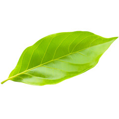 Obraz premium Single Bright Green Leaf Isolated on Transparent Background.