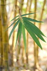 green bamboo forest, yellow bamboo leaves, Bambusa vulgaris