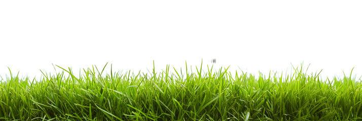 A lush green grass meadow stretches across a white background