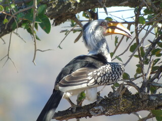 South Africa