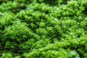 green fresh moss fluffy texture natural background
