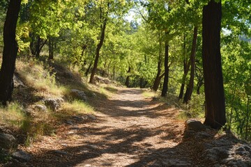 Hiking trail winding through lush green forest on sunny day