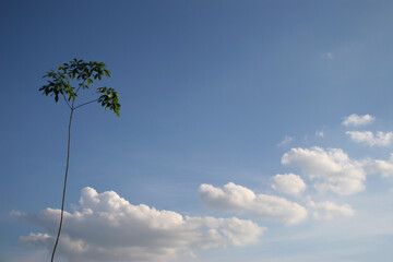 Obraz premium Solitaire rubber tree against blue sky with cumulus clouds
