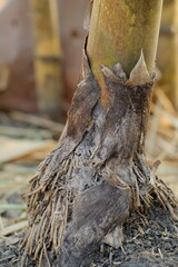 roots of yellow bamboo