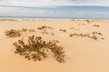 Sandy dunes in Algarve beach at Atlantic Ocean, Portugal