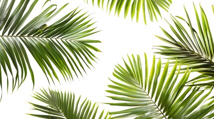 Obraz premium Green palm leaves isolated on white background with copy space for text.