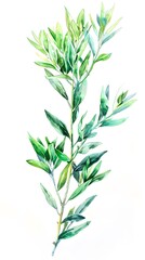 A green leafy plant with a long stem