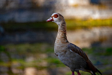 Profil einer ägyptischen Nilgans