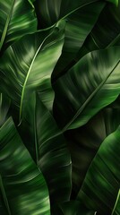 Lush green banana leaves intertwined in a vibrant natural pattern illuminated by soft light