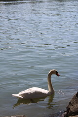 Swan in a river