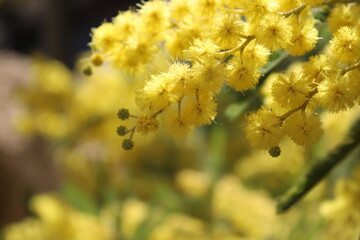 Mimosa flowers