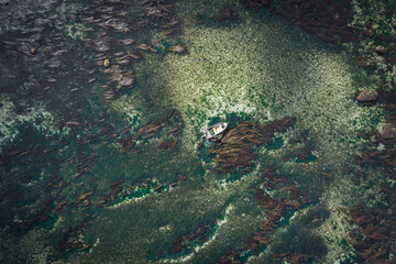 Aerial view of seaweed on the sea surface with a fishing boat