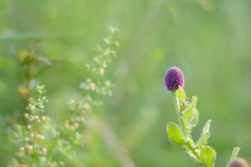 flower in the garden