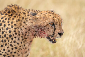 Close-up of cheetah (Acinonyx jubatus) head with bloody mouth, Maasai Mara National Reserve