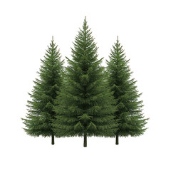 Obraz premium A trio of lush green conifer trees, perfect for nature-themed designs and seasonal decorations. transparent background