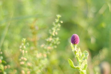 close up of poppy seed