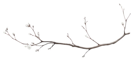 PNG  Minimalist branch with budding flowers
