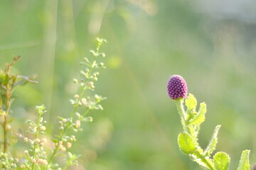 flowers in the garden