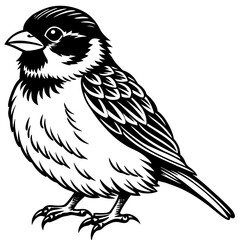 Sparrow perched with a cheerful expression and fluffy feathers vector
