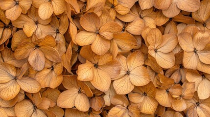 A warm tapestry of dried hydrangea petals blanket the ground in autumn's golden embrace