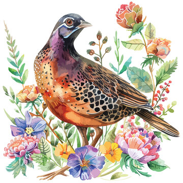 recommend clip art: Quail Floral Hand-drawn Watercolor Illustration