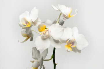 white phalaenopsis isolated on white