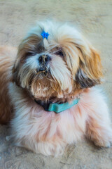 shih tzu dog walks in the park in the summer