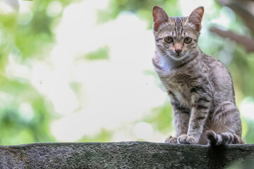 Close up gray cat house on the old wall near the garden at thailand