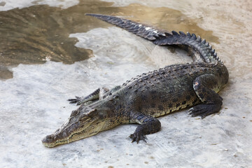 The salt crocodile swimming on the river near canal