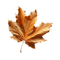 Fototapeta premium Autumn Leave 