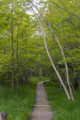 Fototapeta premium path in the woods