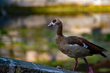 Eine Nilgans im Profil