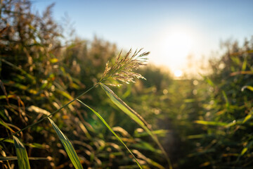 Calm scene of fresh green coastal grass, spikelet of reeds, stalks at sunset, blurred background. Footpath between tall grass. Nature, summer landscape concept