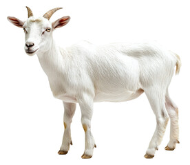 Fototapeta premium A Goat Isolated on transparent background