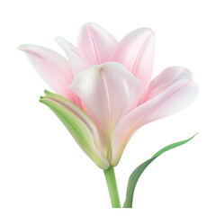 Fototapeta premium A single pink flower with green leaves