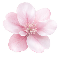 A beautiful pink flower with a white background